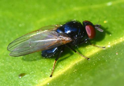 Lonchaea sp.